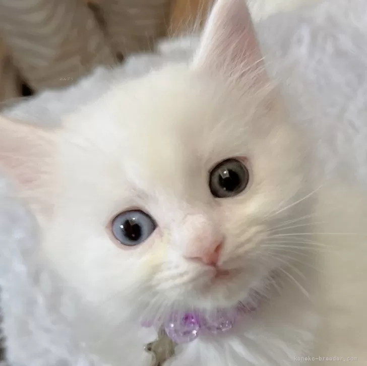 マンチカン×ミックス(メインクーン×ミヌエット)【福島県・男の子・2024年6月19日・ホワイト】の写真1「段々とオッドアイが綺麗に発色してきてます💍✨️」