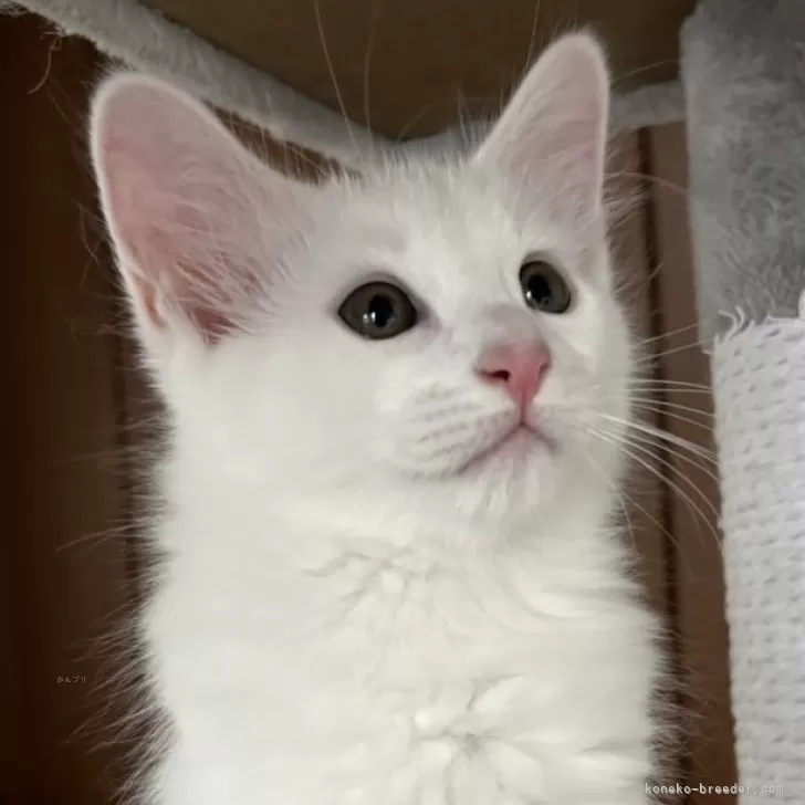 ID:2409-00735の子猫