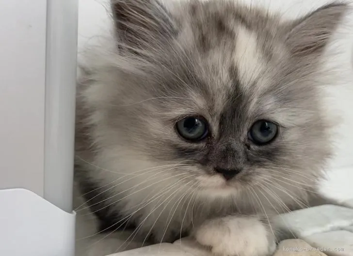 ID：2106-02312の子猫