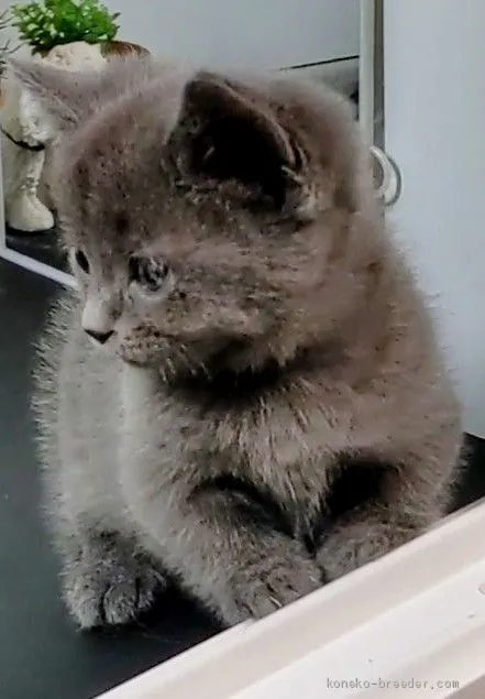 ユウカ 様のお迎えした子猫