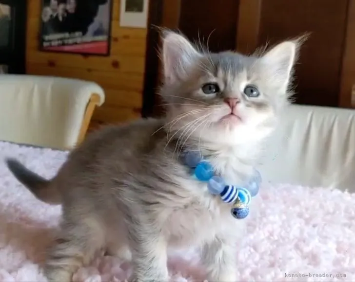 ID：2203-00427の子猫