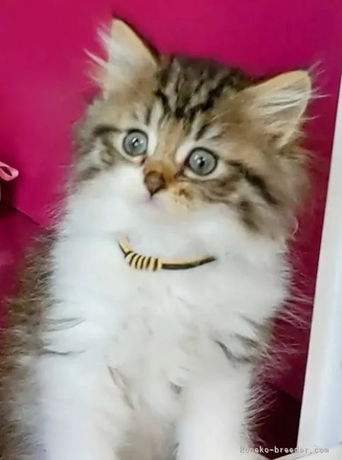 ID：2112-00028の子猫
