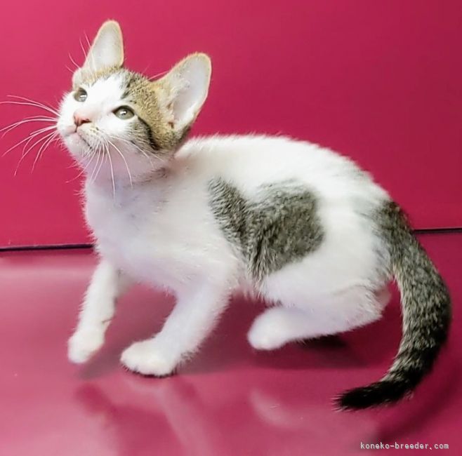 さくらママ 様のお迎えした子猫