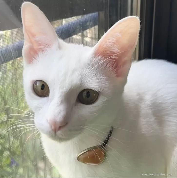 ID：2403-00595の子猫