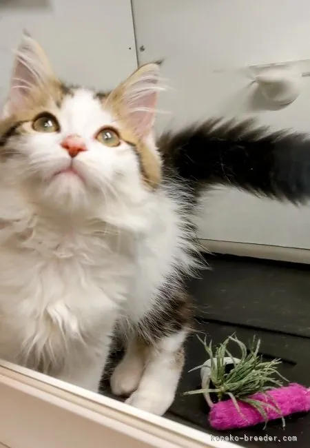 ID：2104-02423の子猫
