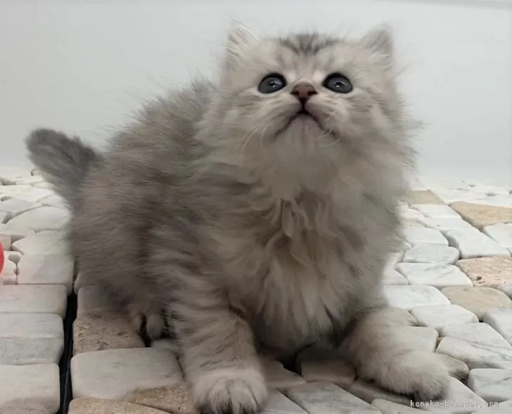 ID：2109-02597の子猫