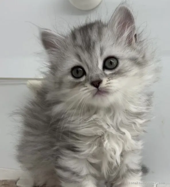 ID：2109-02199の子猫