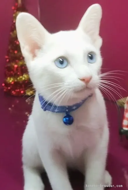 ID：2211-00303の子猫