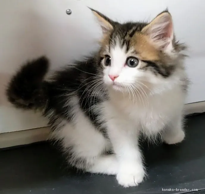菜々 様のお迎えした子猫