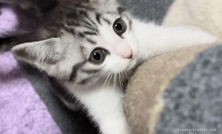 ID：2203-00757の子猫