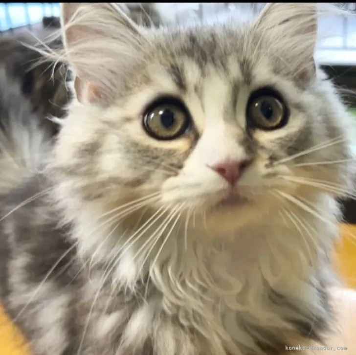 ID:2305-02659の子猫
