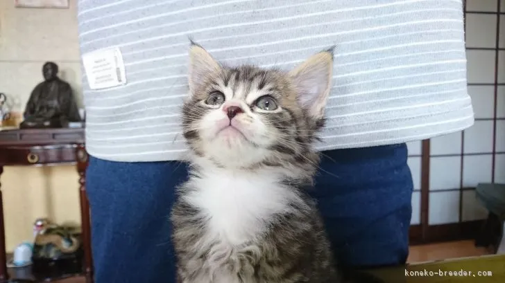 エリ 様のお迎えした子猫