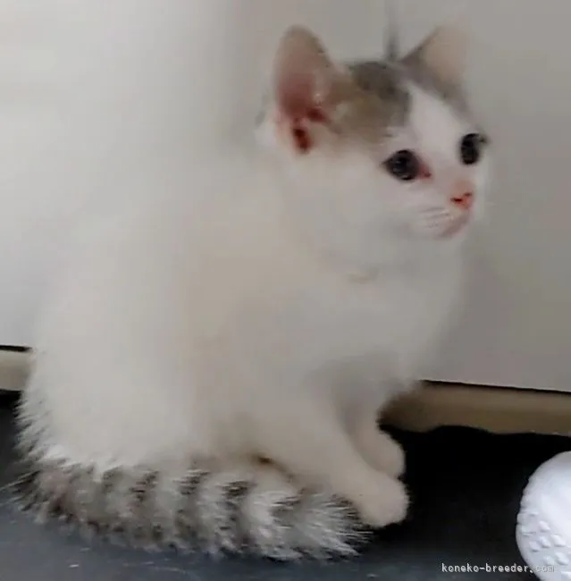 ID：2106-01291の子猫