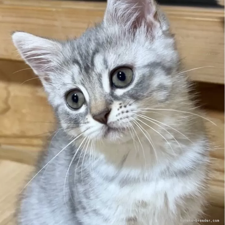 ID:2409-01799の子猫