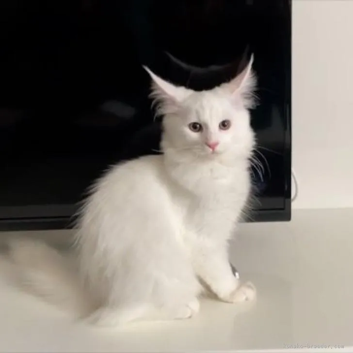 ココ 様のお迎えした子猫