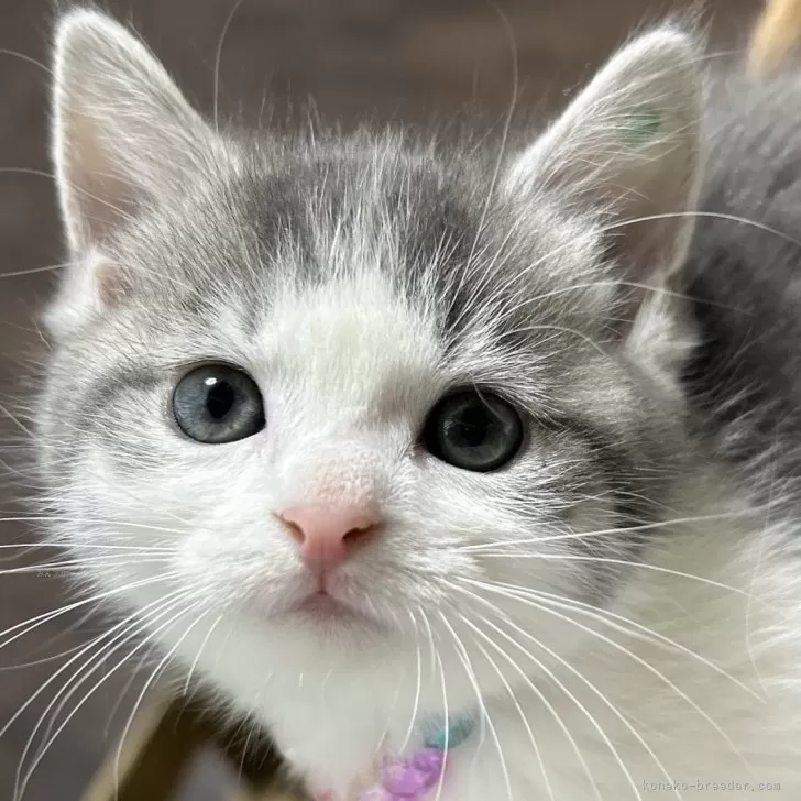 ID:2402-01301の子猫