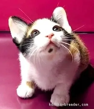 さくらママ 様のお迎えした子猫