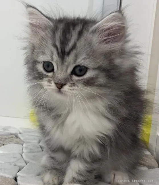 ID：2109-02596の子猫