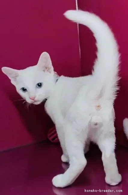 ID：2211-01305の子猫