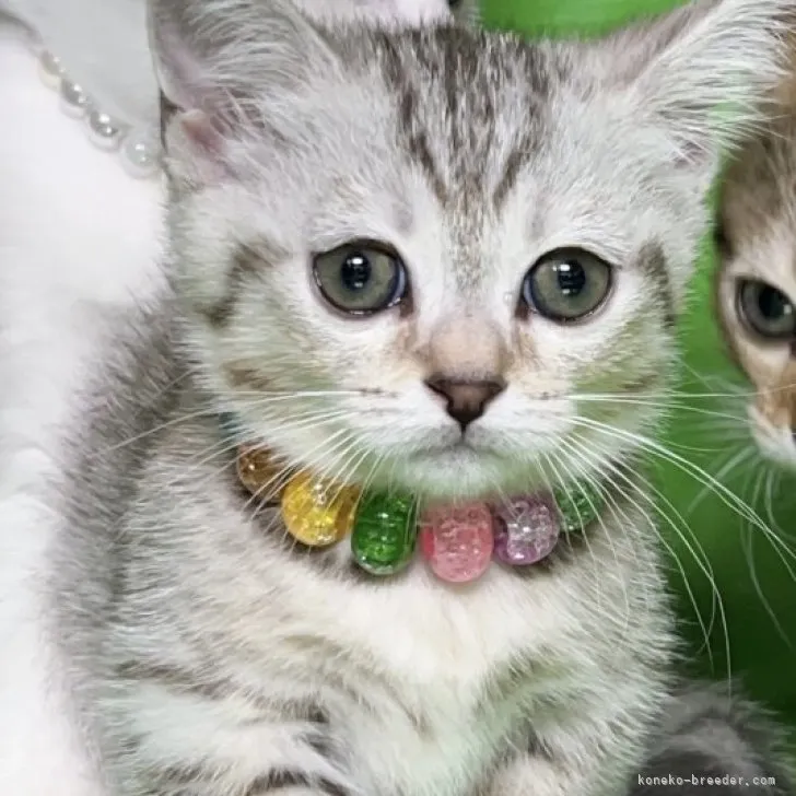 ID：2308-01845の子猫