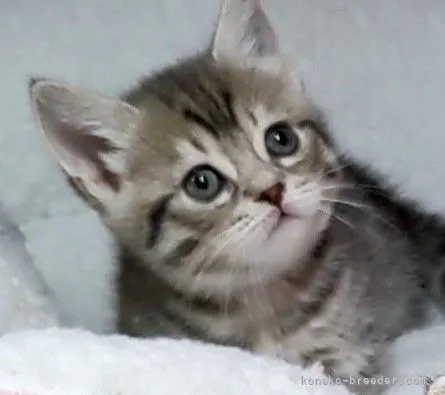 サクちゃん 様のお迎えした子猫