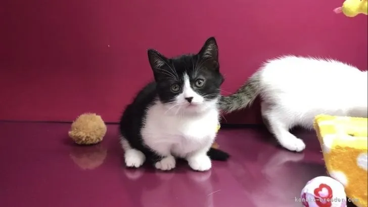 ID：2111-02136の子猫