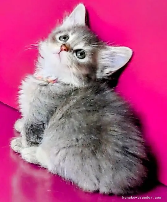 ID：2108-02186の子猫
