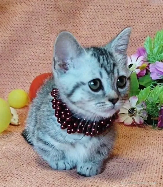 ID:1907-01529の子猫