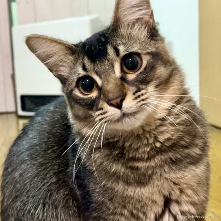 ID:2212-00553の子猫