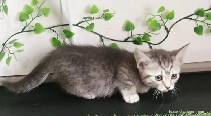 藍猫 様のお迎えした子猫