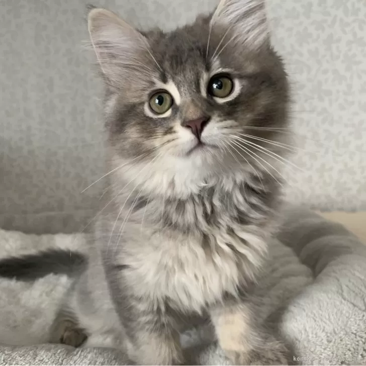 ID：2405-03194の子猫