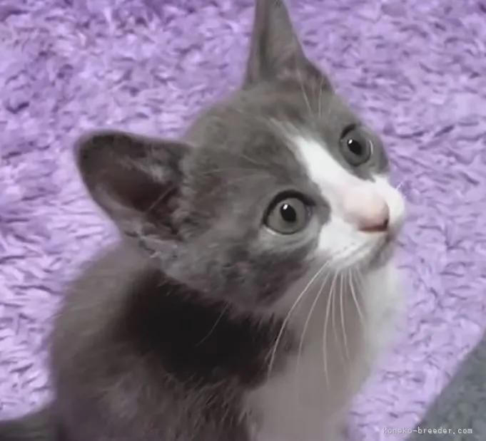 マンチカン♂×シャム(サイアミーズ)♀【福島県・男の子・2022年1月28日・ブルー&amp;ホワイト】の写真1「2022/3/25撮影しました。」