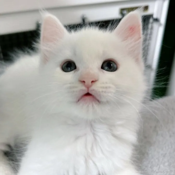 ID:2310-02174の子猫