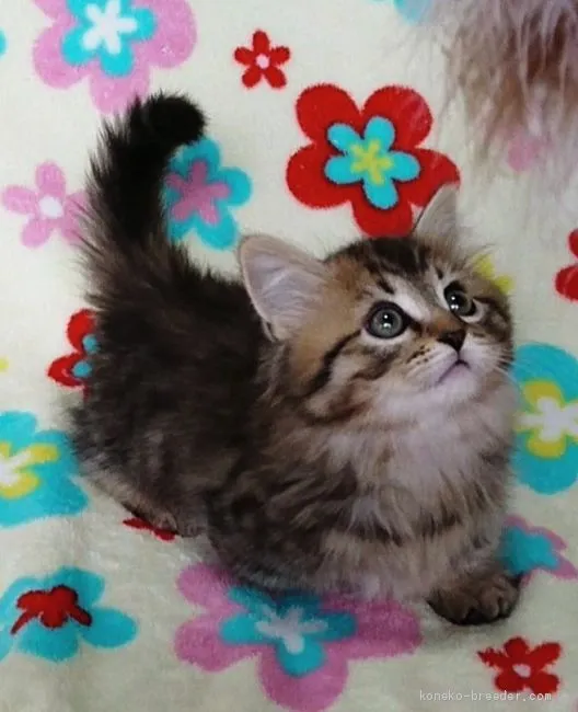 ID:1911-01106の子猫