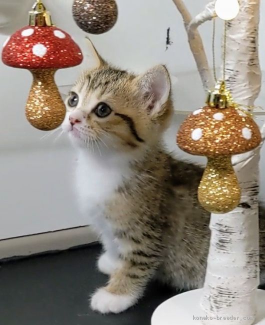しーちゃん 様のお迎えした子猫