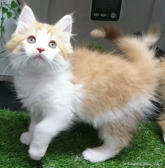 ID：2004-01068の子猫