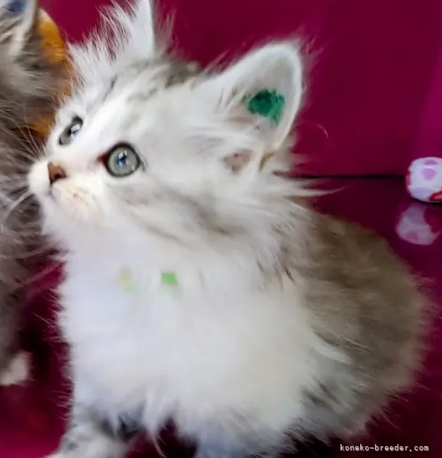 ID：2112-00037の子猫