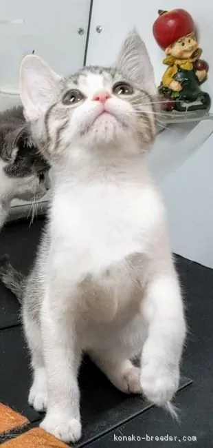 TOM 様のお迎えした子猫