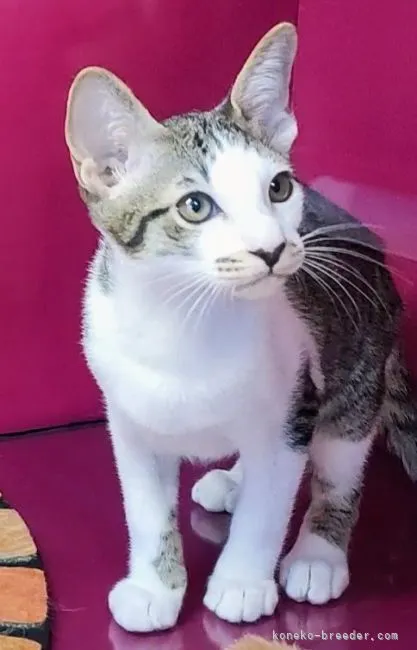 ID：2207-00288の子猫