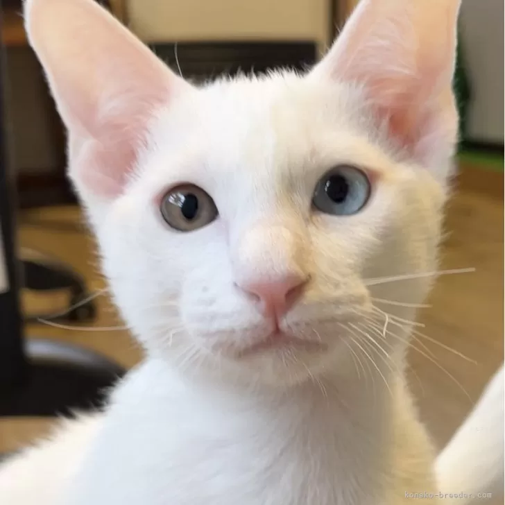 ID:2312-00836の子猫