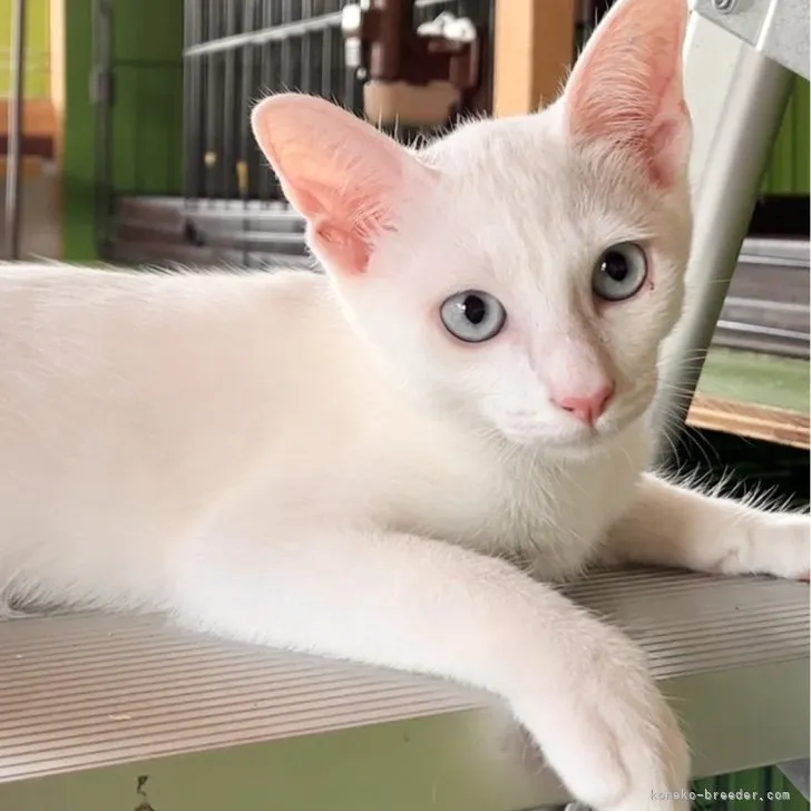ID：2306-03456の子猫