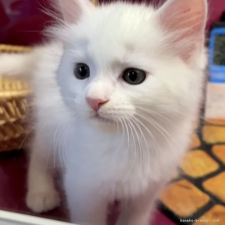 ID：2208-00105の子猫