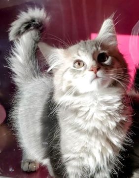 メインクーン【福島県・男の子・2021年12月25日・ブルー（ロング）】の写真「お茶目で元気いっぱいの子綺麗なブルー色　大きく成長」