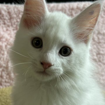 メインクーン【福島県・男の子・2024年7月5日・ホワイト】の写真「元気いっぱい男のコ🧢✨️」