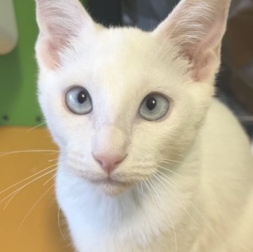 ダイヤモンド瞳のカオマニー大福猫'メオーマハーラップ'招く富と福