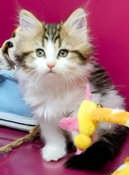 サイベリアン♂×ミヌエット♀【福島県・男の子・2021年10月20日・ブラウンタビー&ホワイト（ロング）】の写真「元気ハツラツ!冒険好きなヤンチやな男の子!」