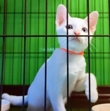 カオマニー【福島県・女の子・2022年5月20日・ホワイト（ショート）】の写真「超カワイイ女のコです。」