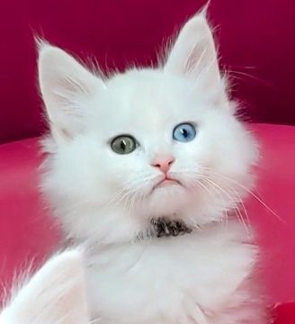 メインクーン【福島県・男の子・2021年12月25日・ホワイト（ロング）】の写真「オッドアイの男の子!」