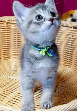 マンチカン♂×スコティッシュフォールド♀【福島県・女の子・2021年8月14日・ブルー（シヨート）】の写真「ヤンチやな女のコ!オモチャ大好き。」