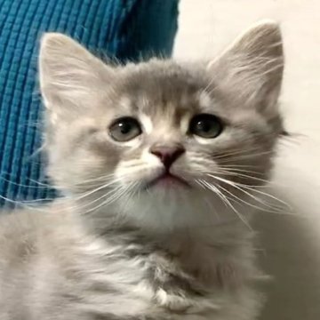 マンチカン【福島県・男の子・2023年9月18日・ブルータビー（セミロング）】の写真「元気いっぱいで甘えん坊の短足ちゃん」